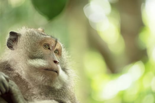 Face portrait of wild monkey in natural habitat. Wildlife conservation and animal rights campaign.