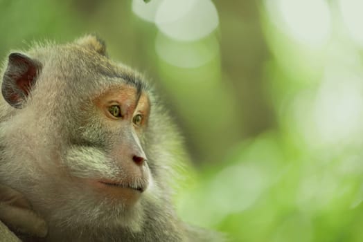 Wild adult monkey face portrait in jungle habitat, natural green environment background. Ideal for wildlife campaign.