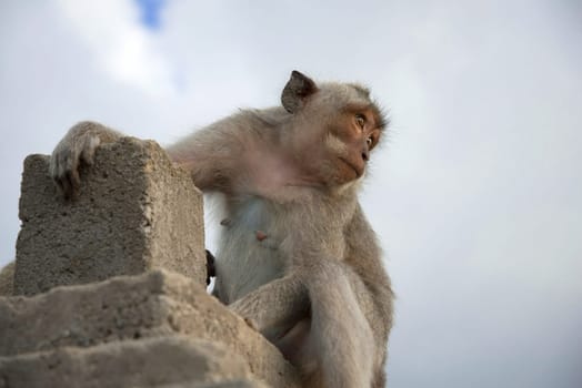 Wild baby monkey looking at distance from ancient stone ruin with sky background.