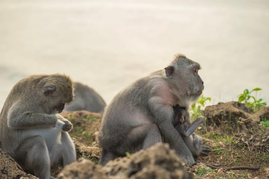 Wild monkey family in their natural habitat close up, mom holding baby while looking at distance.