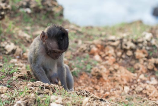 Wildlife scene, wild baby monkey alone in natural habitat with nature background.