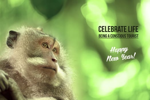 Wild monkey portrait in natural habitat, happy new year design with wildlife conservation tourism text. Ideal for campaign poster or card.