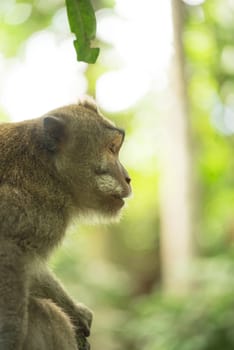 Wild monkey on jungle tree branch profile face portrait. Wildlife conservation and animal rights campaign.