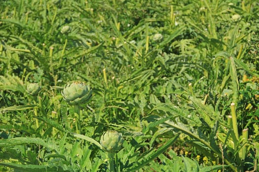 Artichokes in a field in Brittany (Cynara cardunculus,Cynara scolymus)