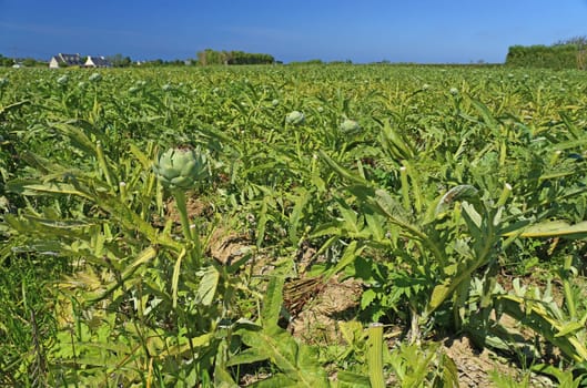 Artichokes in a field in Brittany (Cynara cardunculus,Cynara scolymus)