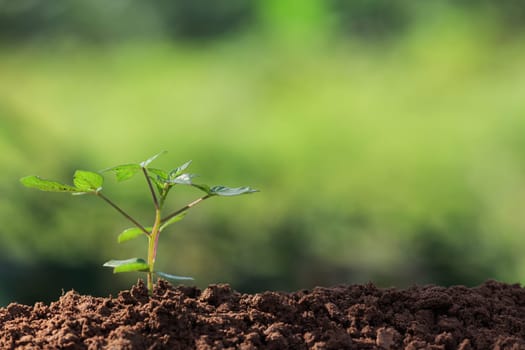 roots of young plant and sunlight