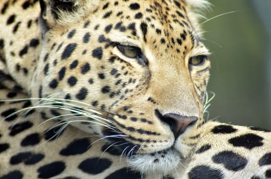 Leopard