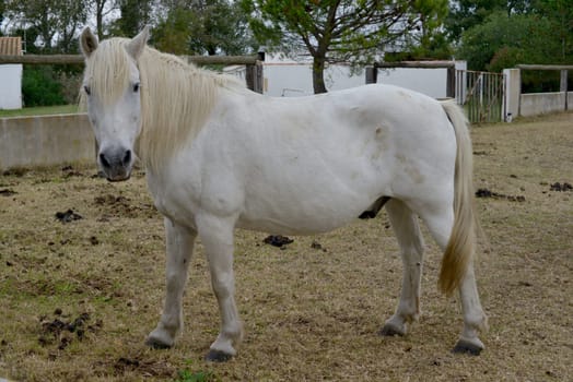 little white horse in his enclosure
