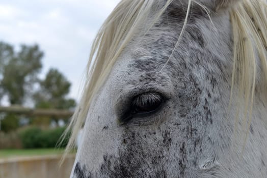 .close-up on the eye of the white horse.
