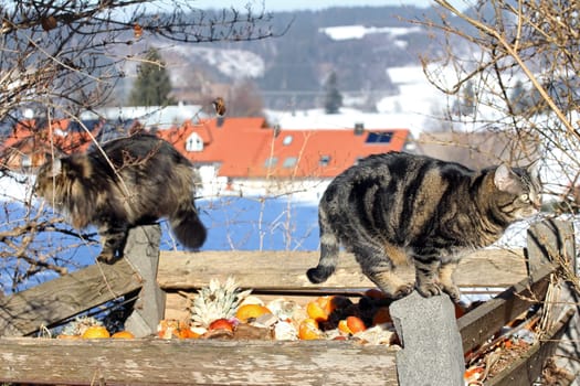 Cats in the garbage