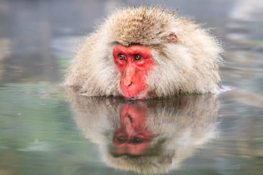 monkey is relaxation for adv or others purpose use