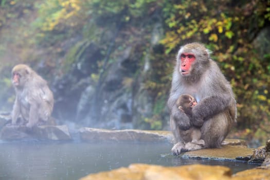 monkey is relaxation for adv or others purpose use