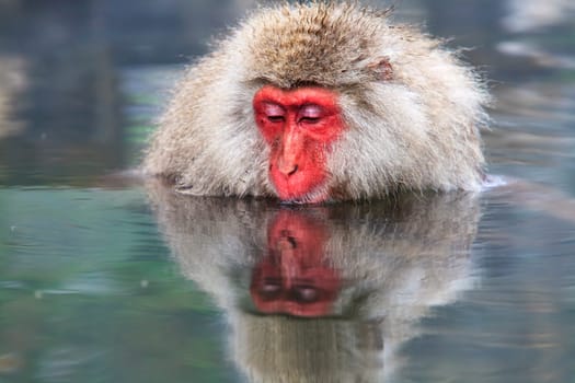 monkey is relaxation for adv or others purpose use