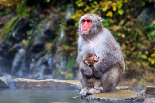 monkey is relaxation for adv or others purpose use