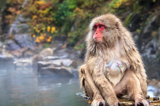monkey is relaxation for adv or others purpose use