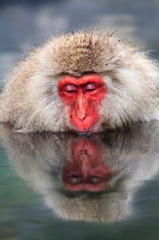 monkey is relaxation for adv or others purpose use