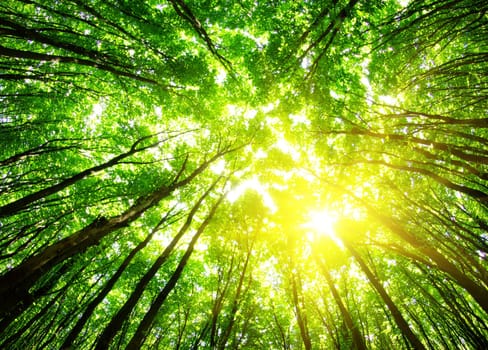 green forest background in a sunny day