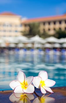 flower on swimming pool