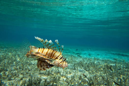 Lion fish swimming under water