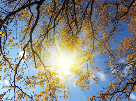 autumn forest background in a sunny day