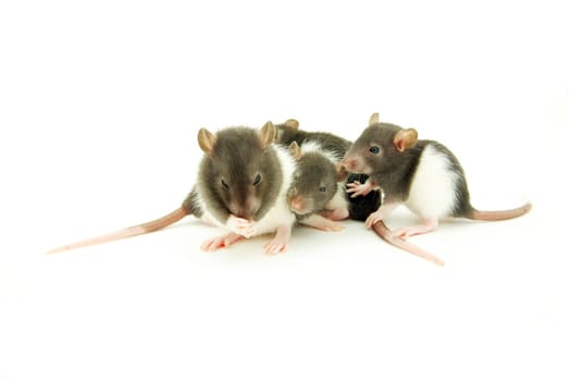 funny rat  isolated on white background