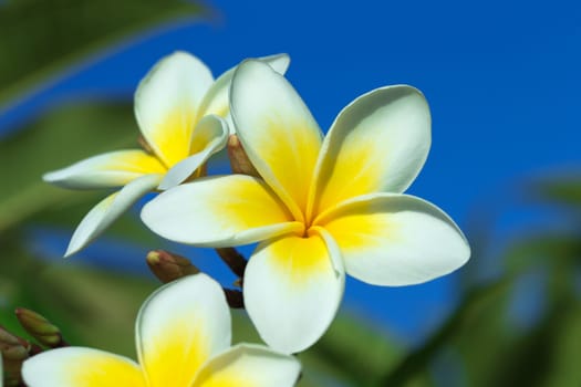 plumeria flowers closeup on blue background