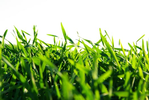 Beautiful green lawn isolated on white