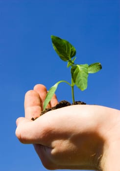 plant in the hand on sky background