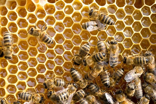 Close up view of the working bees on honeycells...