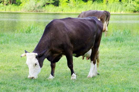 cows on a green meadow