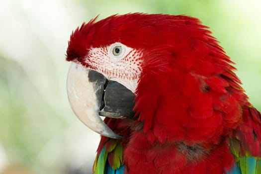 parrot bird sitting on the perch
