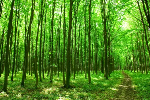 a path is in the green forest