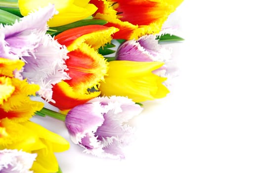 bouquet of the tulips on white background