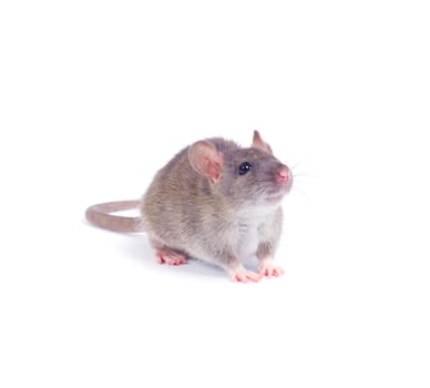 rat isolated on white background