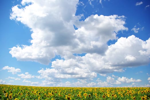 sunflower field over cloudy blue sky