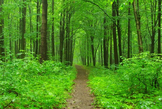 a path is in the green forest