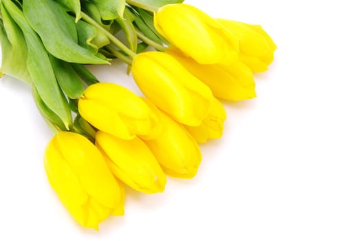 yellow tulips isolated on white background