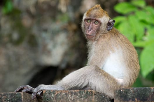 monkey sitting on the tree