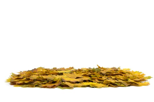 autumn maple leafs isolated on a white