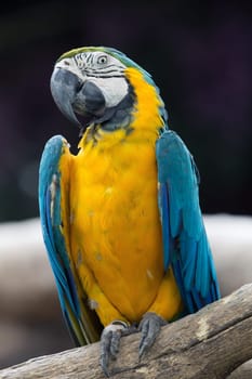 parrot bird sitting on the perch