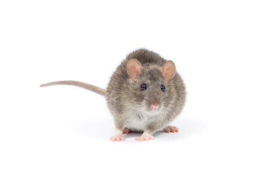 rat isolated on white background