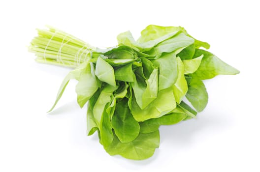 fresh sorrel isolated on white background