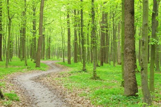 a path is in the green forest