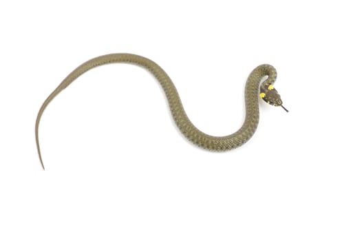 snake isolated on white background