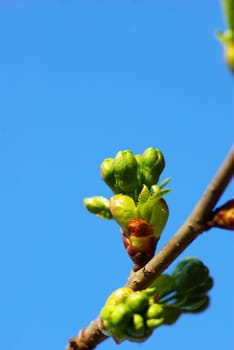 First spring leaves over natural background