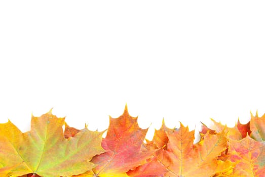 autumn maple leafs isolated on a white