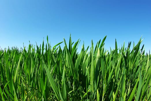 Beautiful green lawn isolated on sky