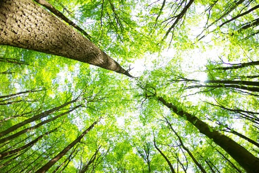 green forest  background in sunny day