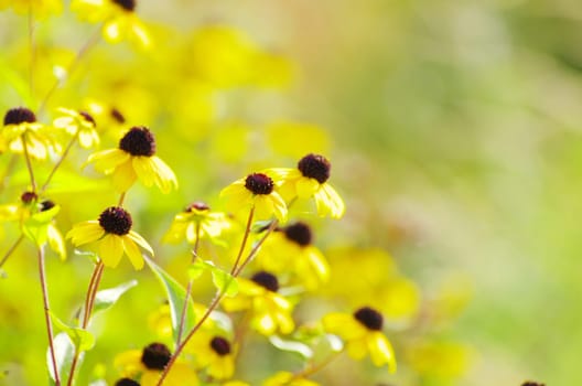 abstract yellow flowers on field