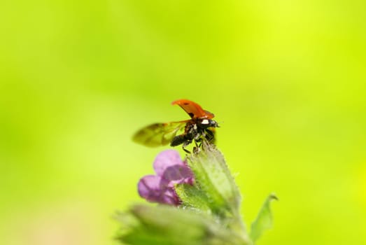 ladybug sitting on the blade of grass